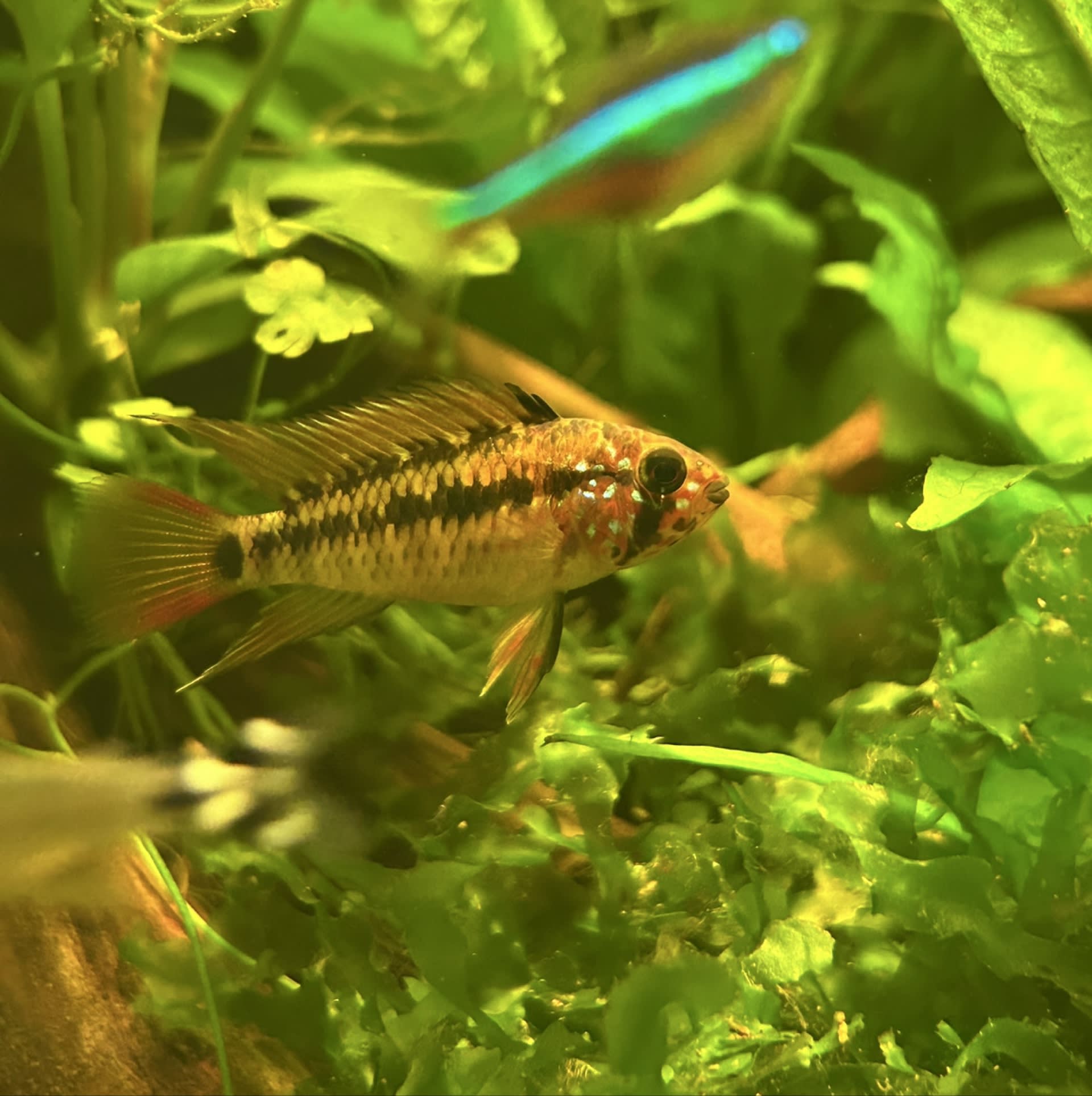Macmasteri Dwarf Cichlid