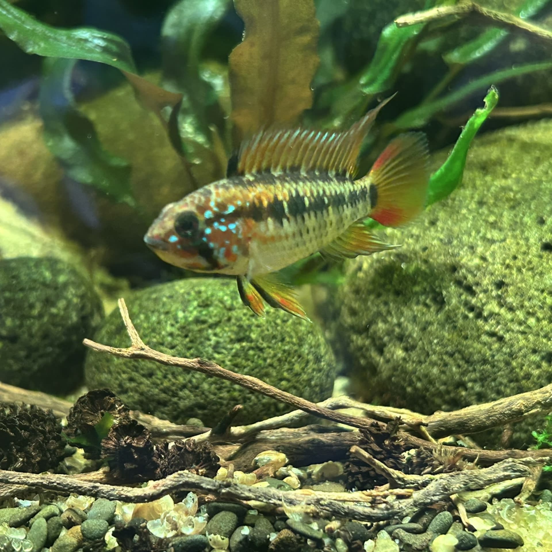 Macmasteri Dwarf Cichlid