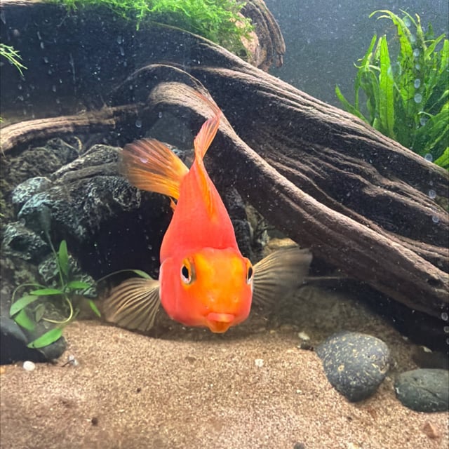 Blood Parrot Cichlid