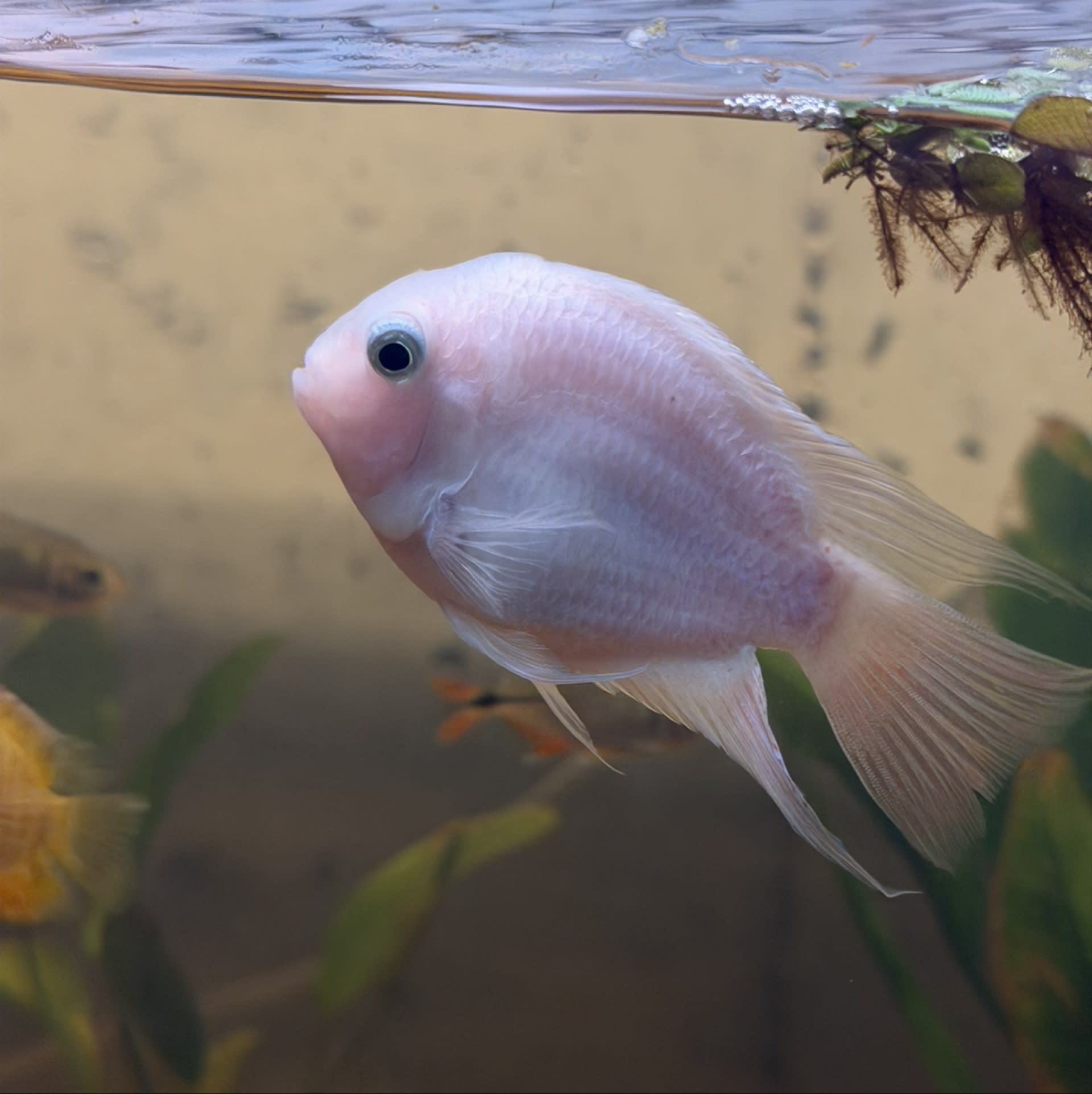 Blood Parrot Cichlid