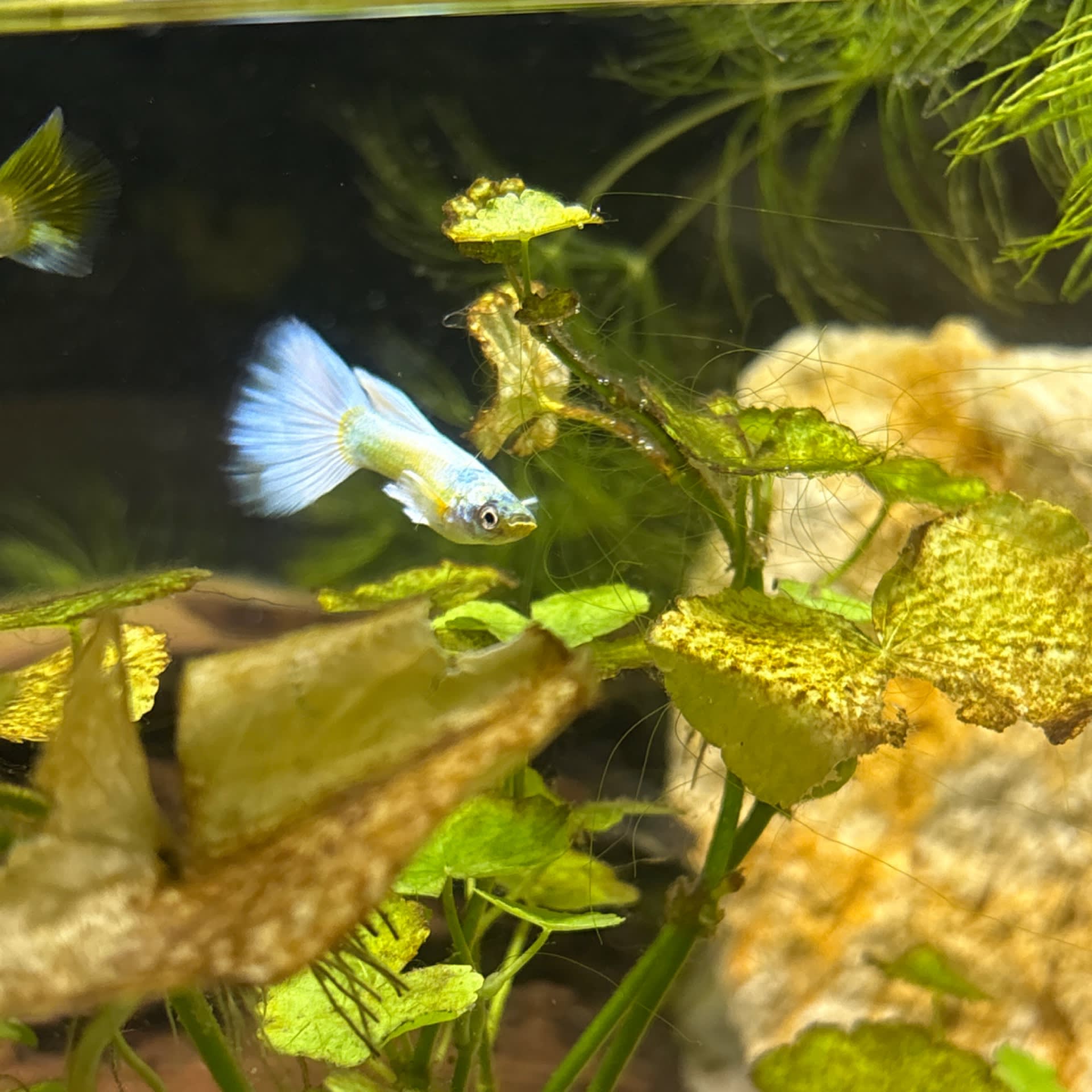 Fancy Guppy