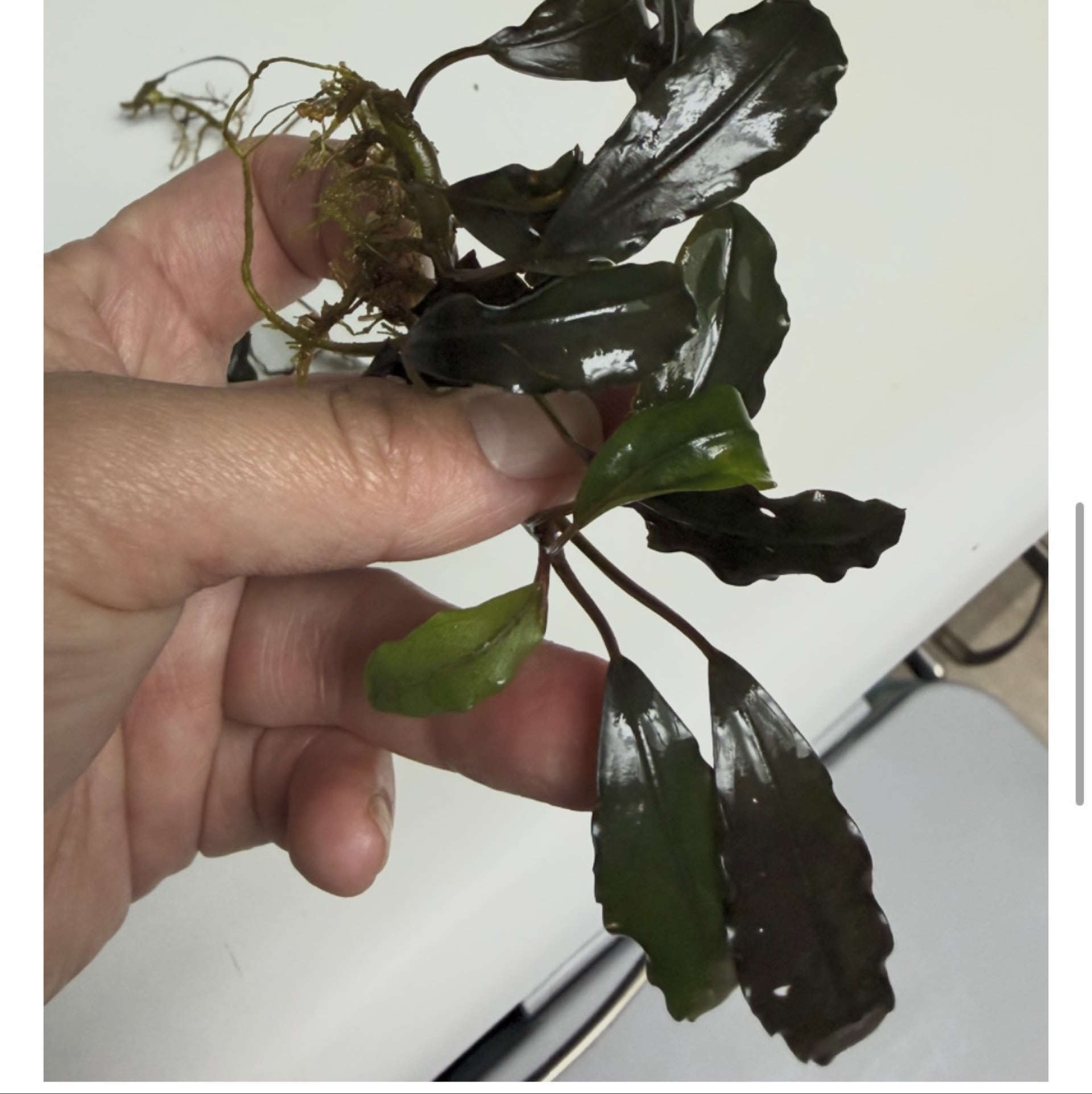 Bucephalandra