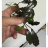 Bucephalandra
