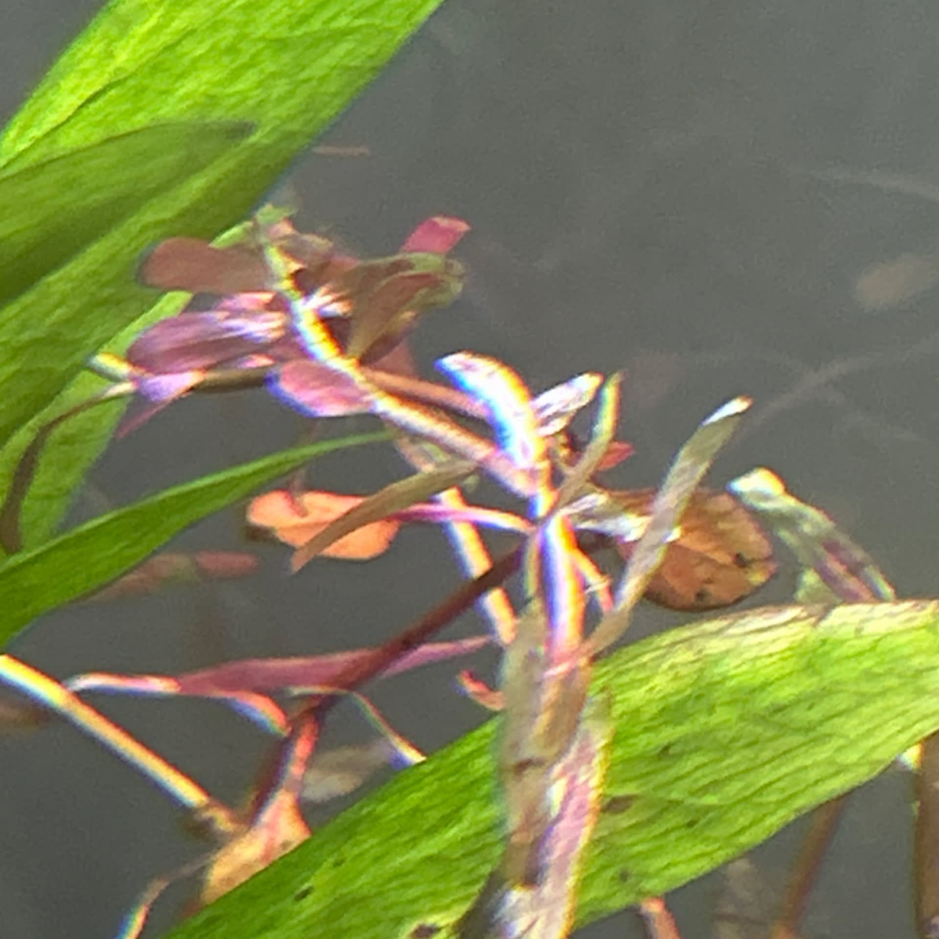 Rotala