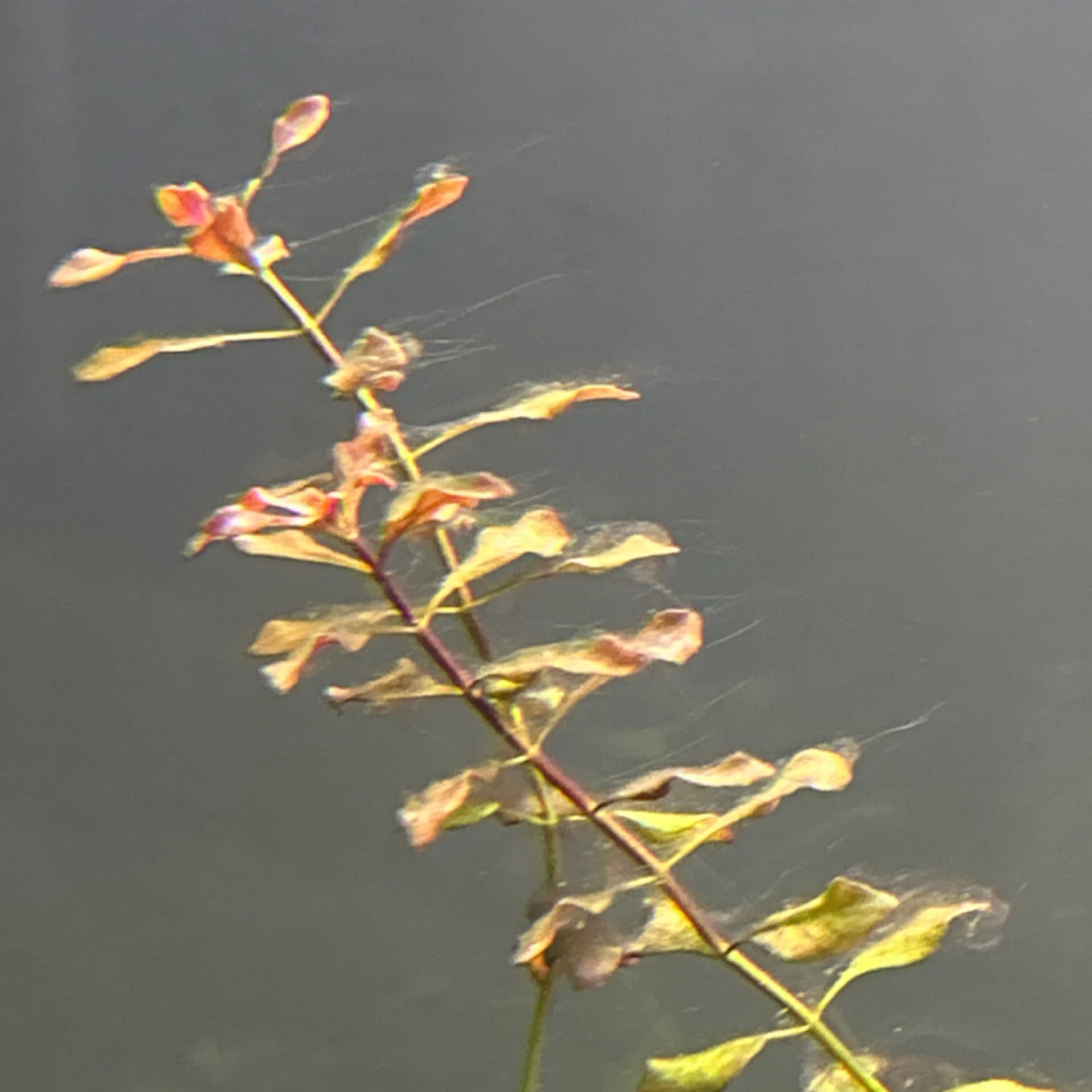 Rotala