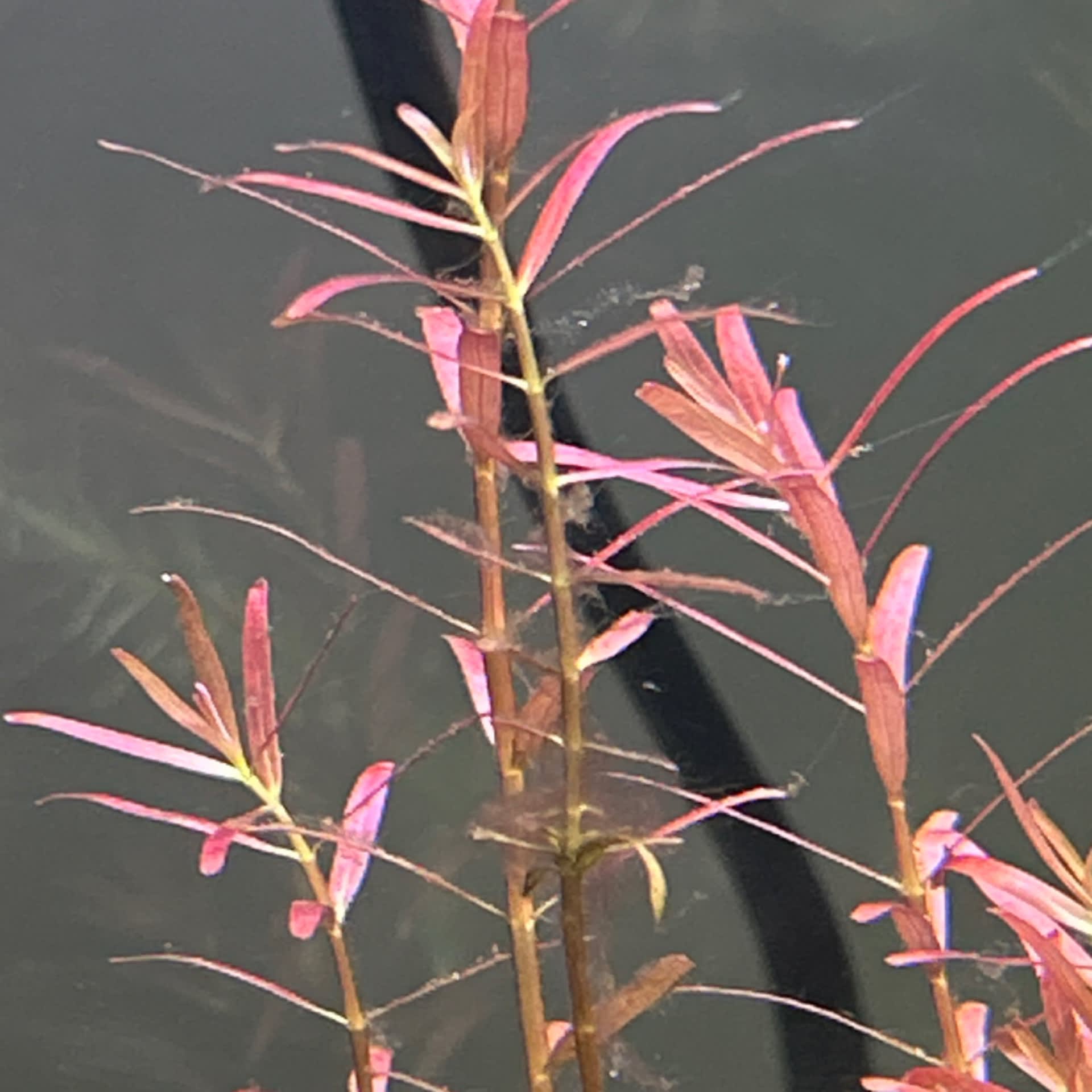 Rotala