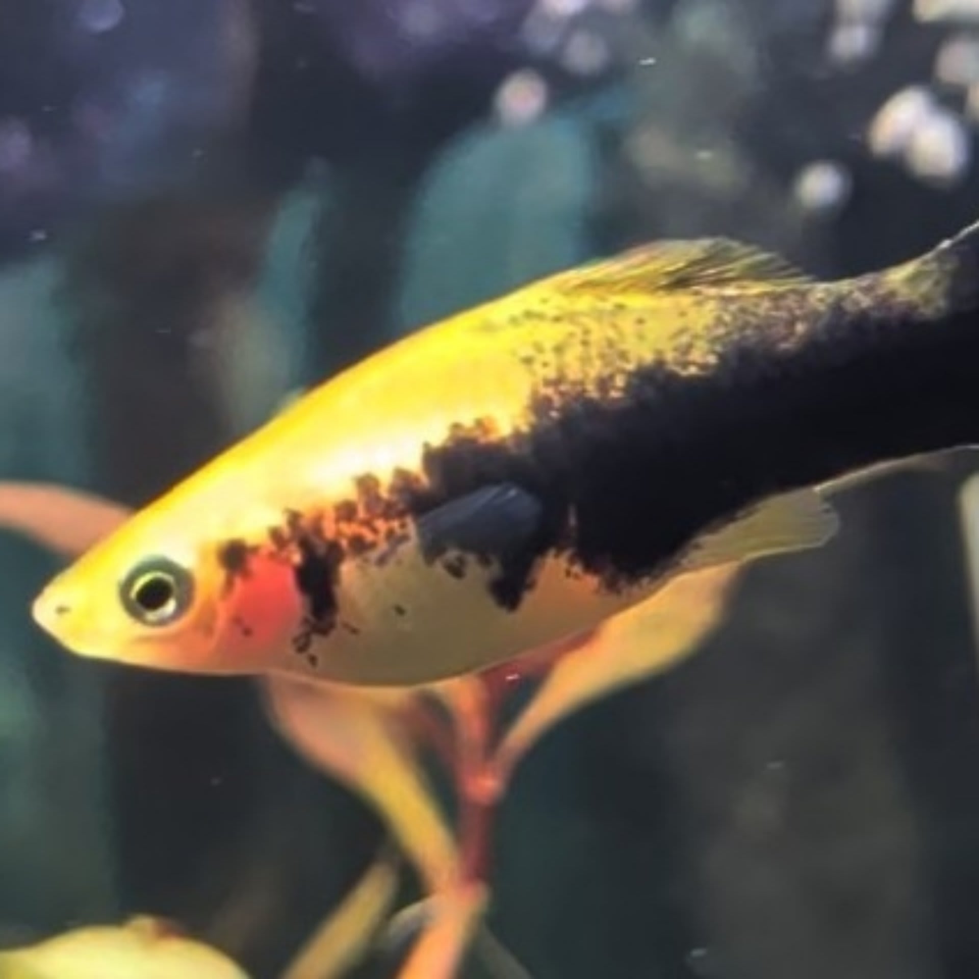 Tuxedo Swordtail
