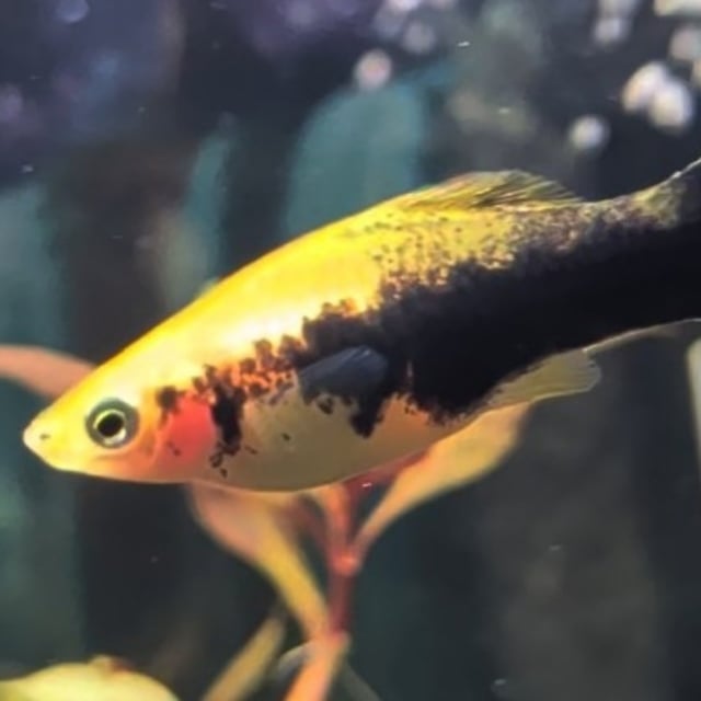 Tuxedo Swordtail