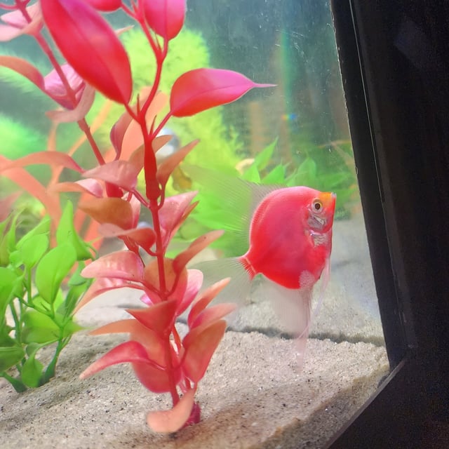 Blushing Angelfish