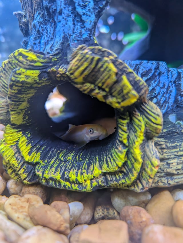 Albino Bristlenose Pleco