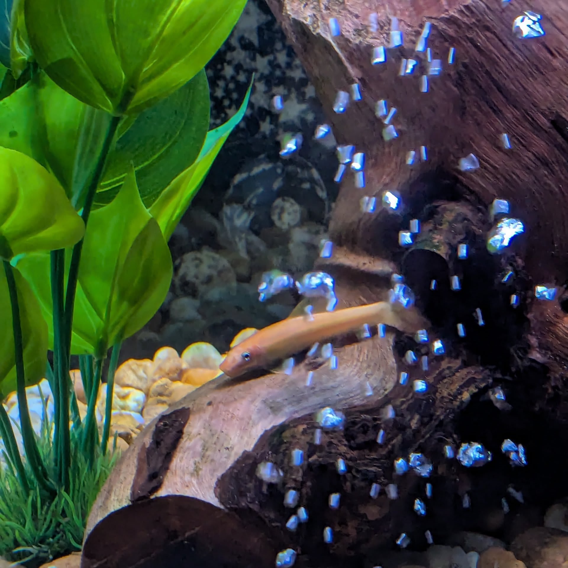 Albino Bristlenose Pleco