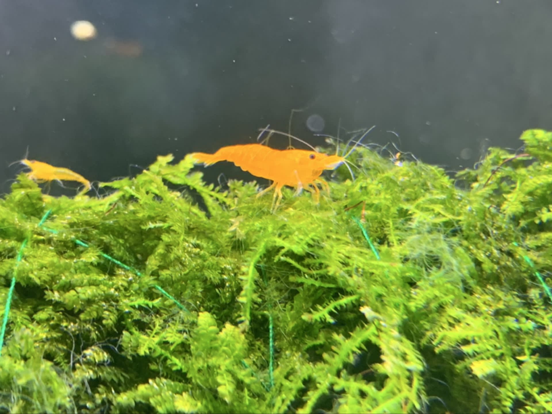 Orange Neocaridina