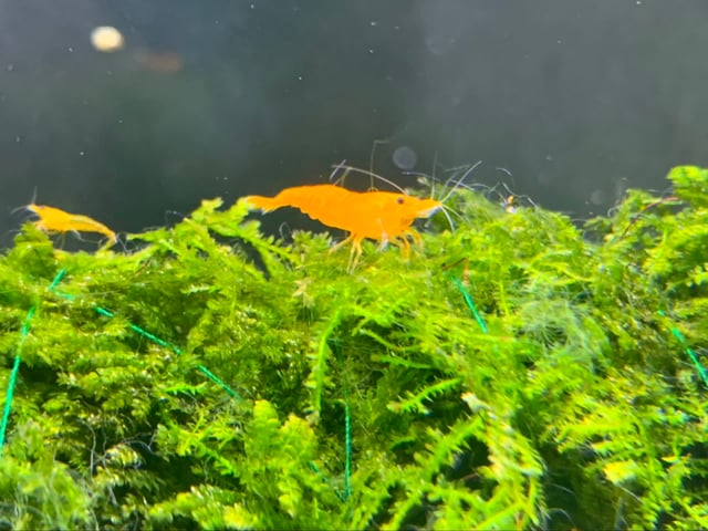 Orange Neocaridina