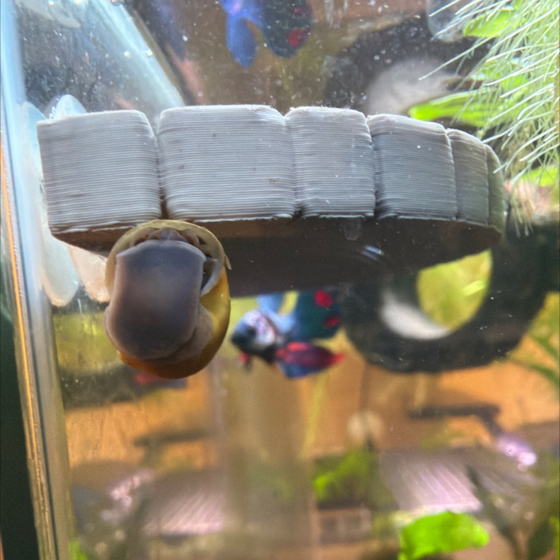Magenta Mystery Snail