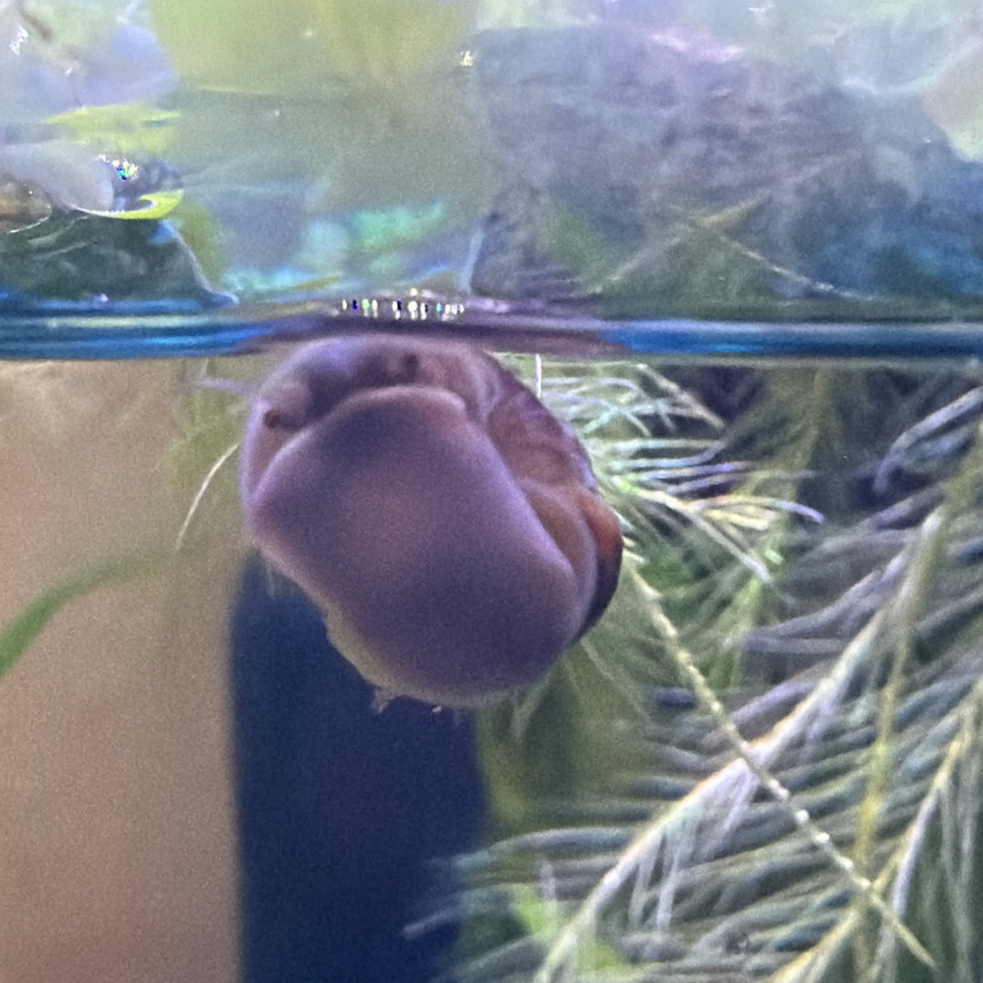 Magenta Mystery Snail