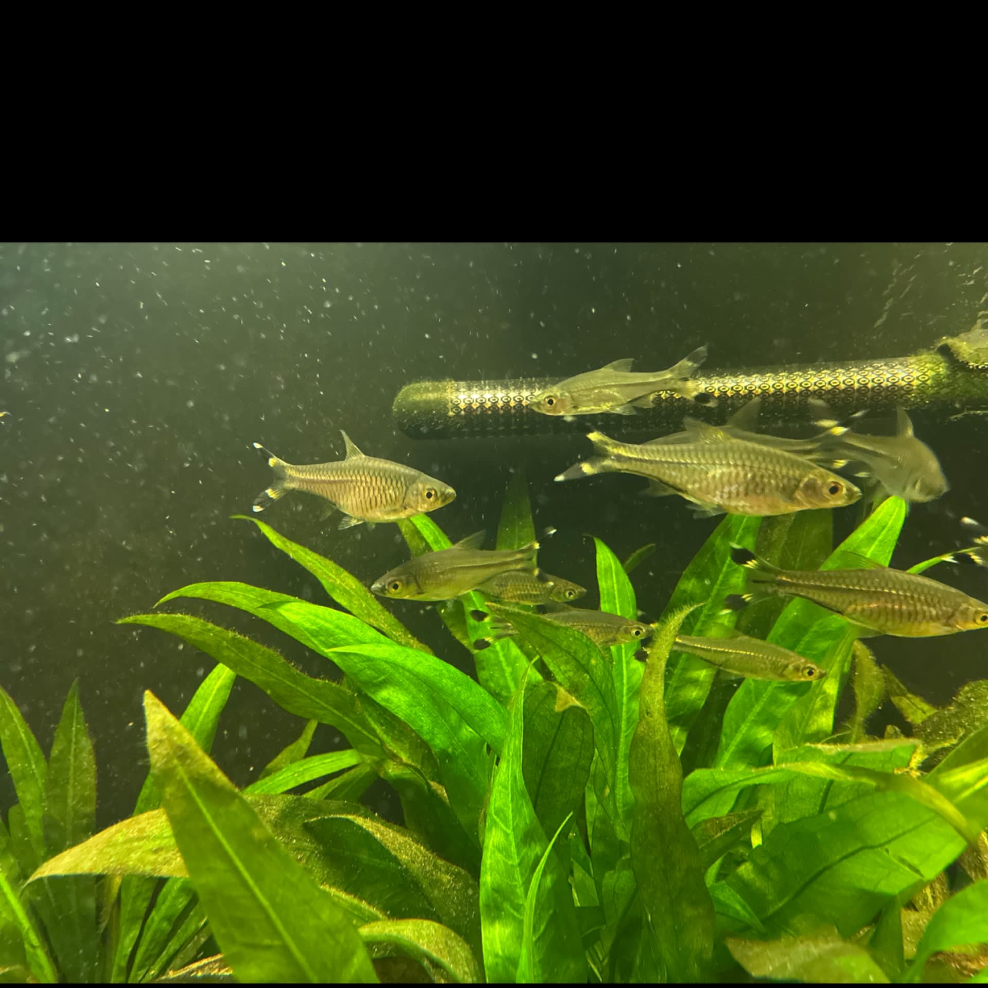 Scissortail Rasbora