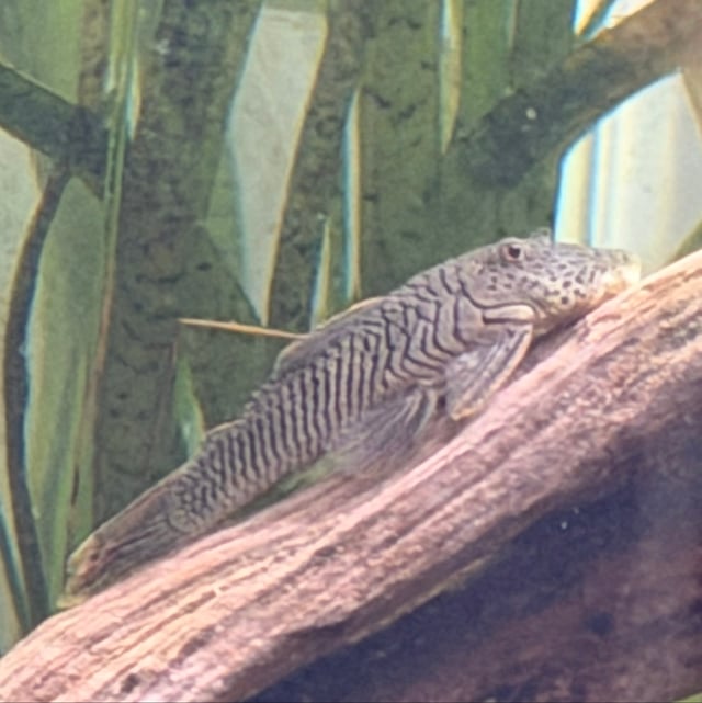 Rubber Lip Pleco