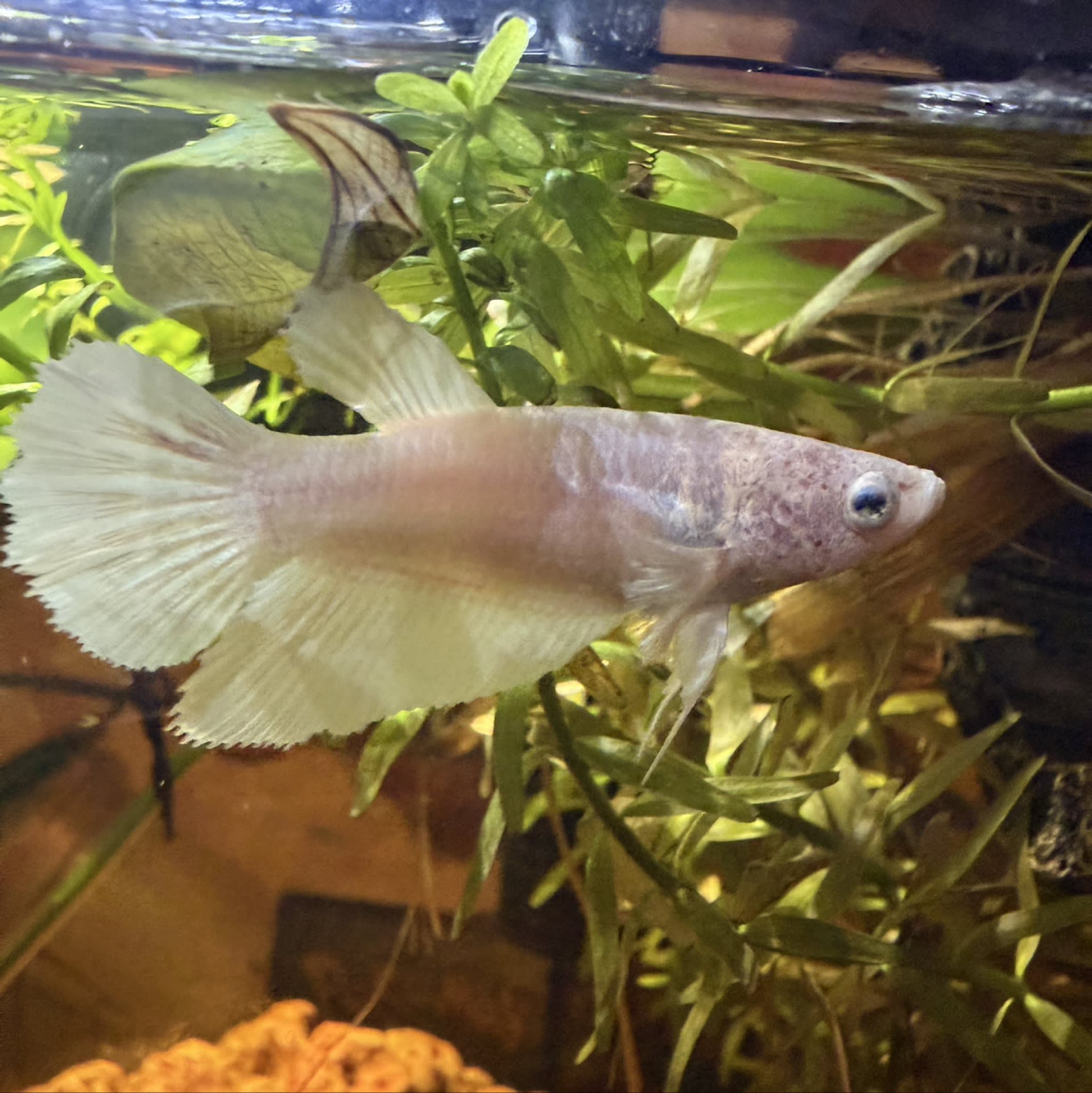 Veiltail Betta