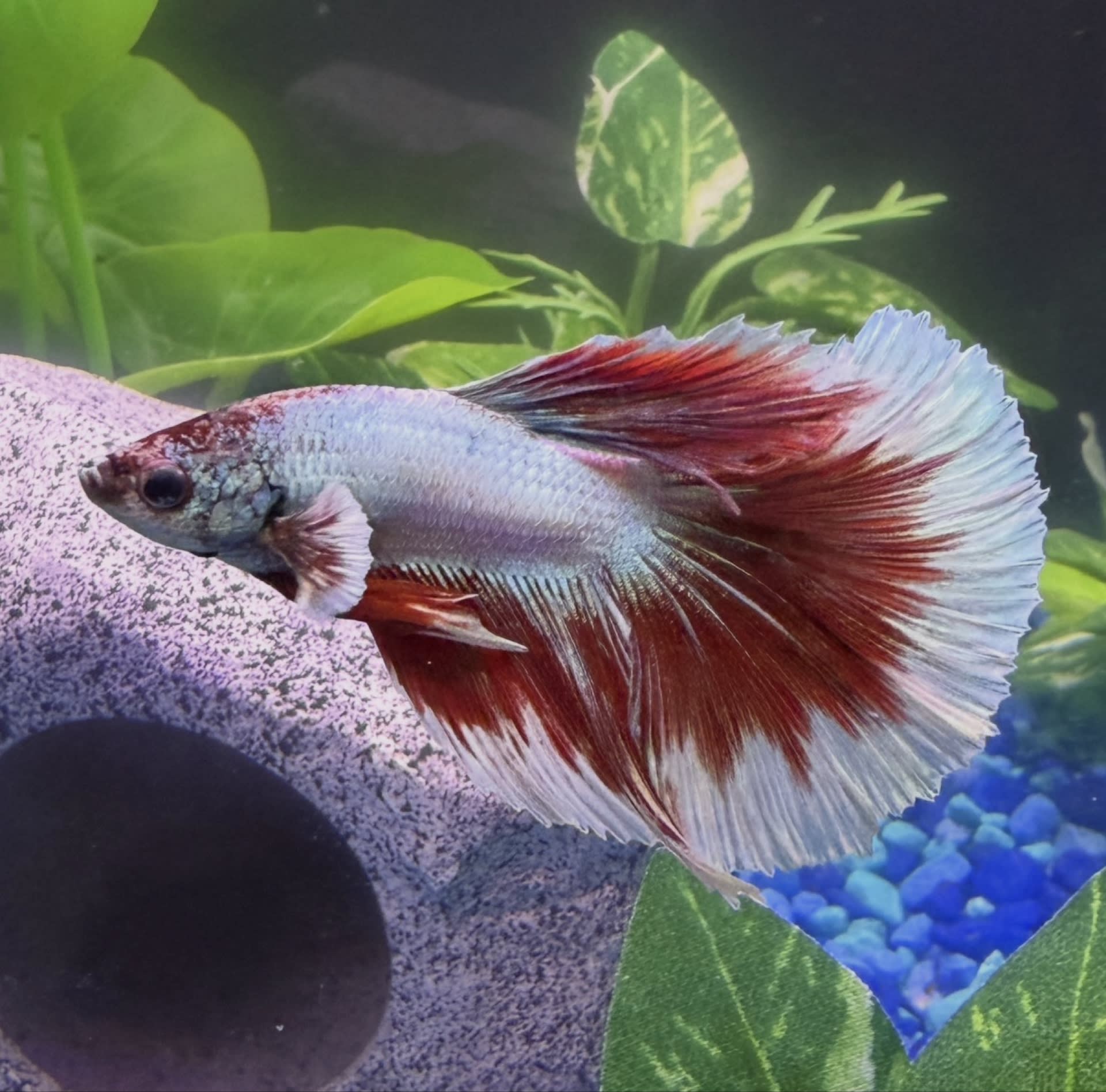 Delta Betta
