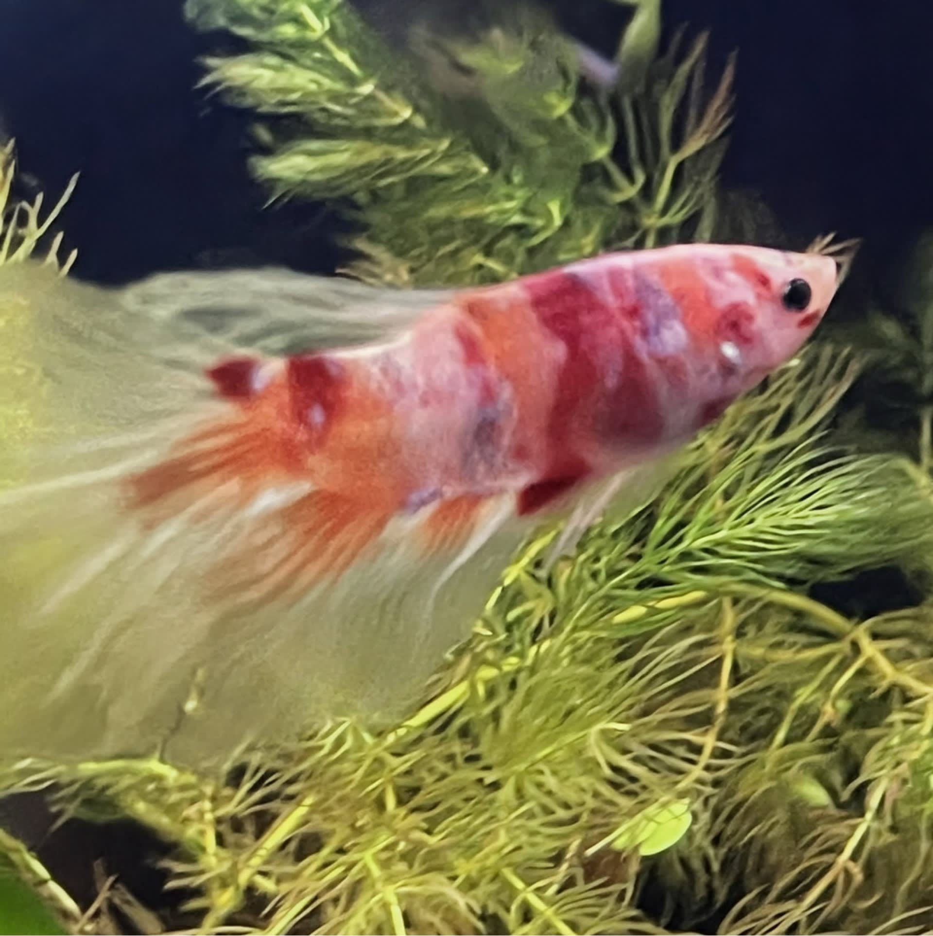Delta Betta