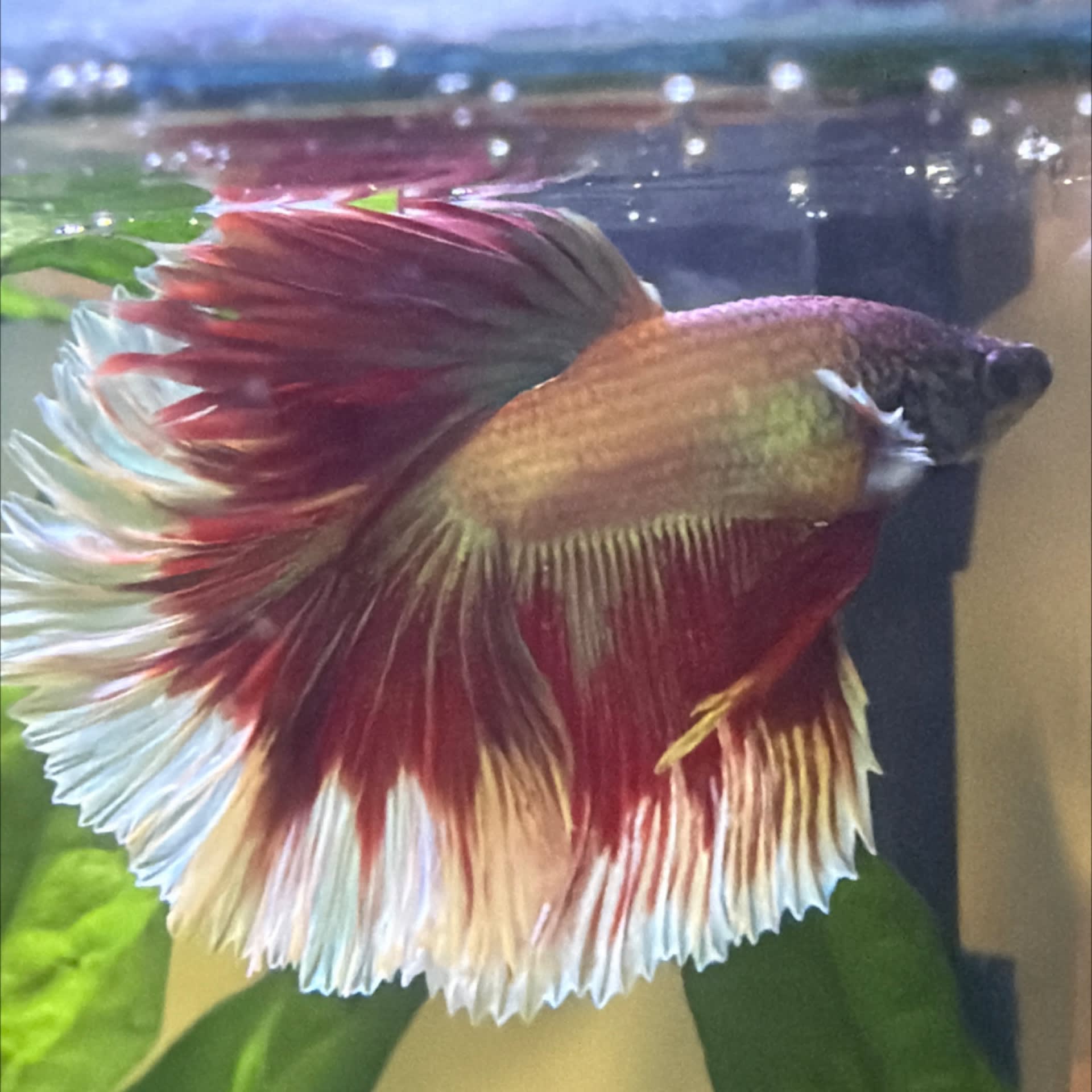 Delta Betta