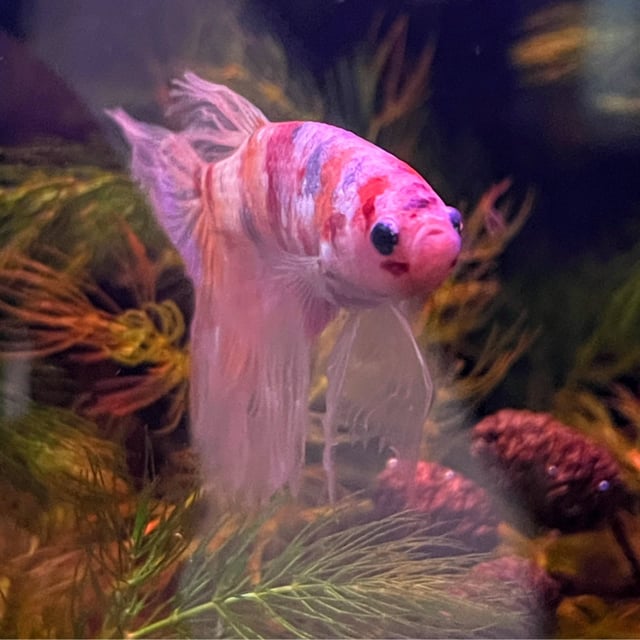 Delta Betta