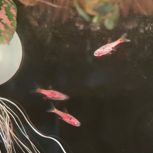 Strawberry Rasbora