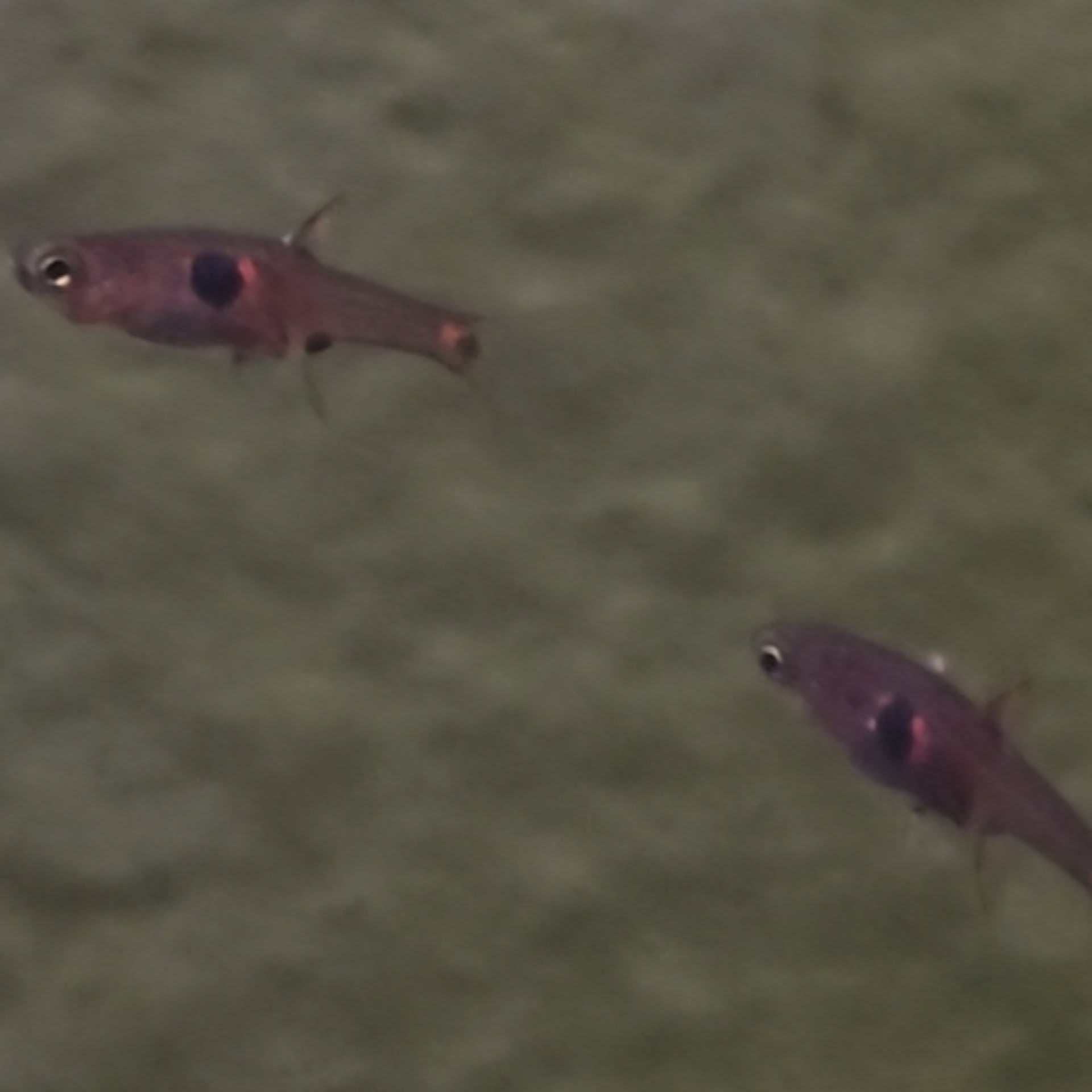 Strawberry Rasbora