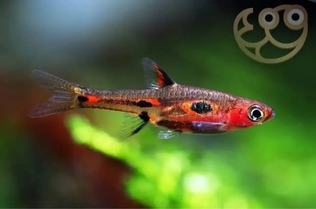 Phoenix Rasbora