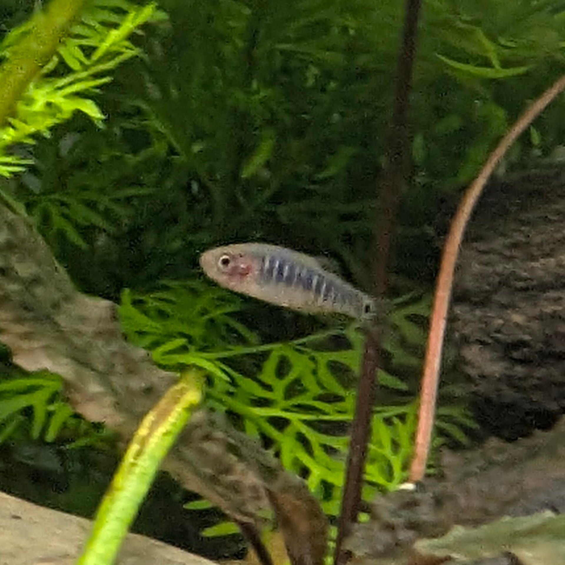 Emerald Dwarf Rasbora