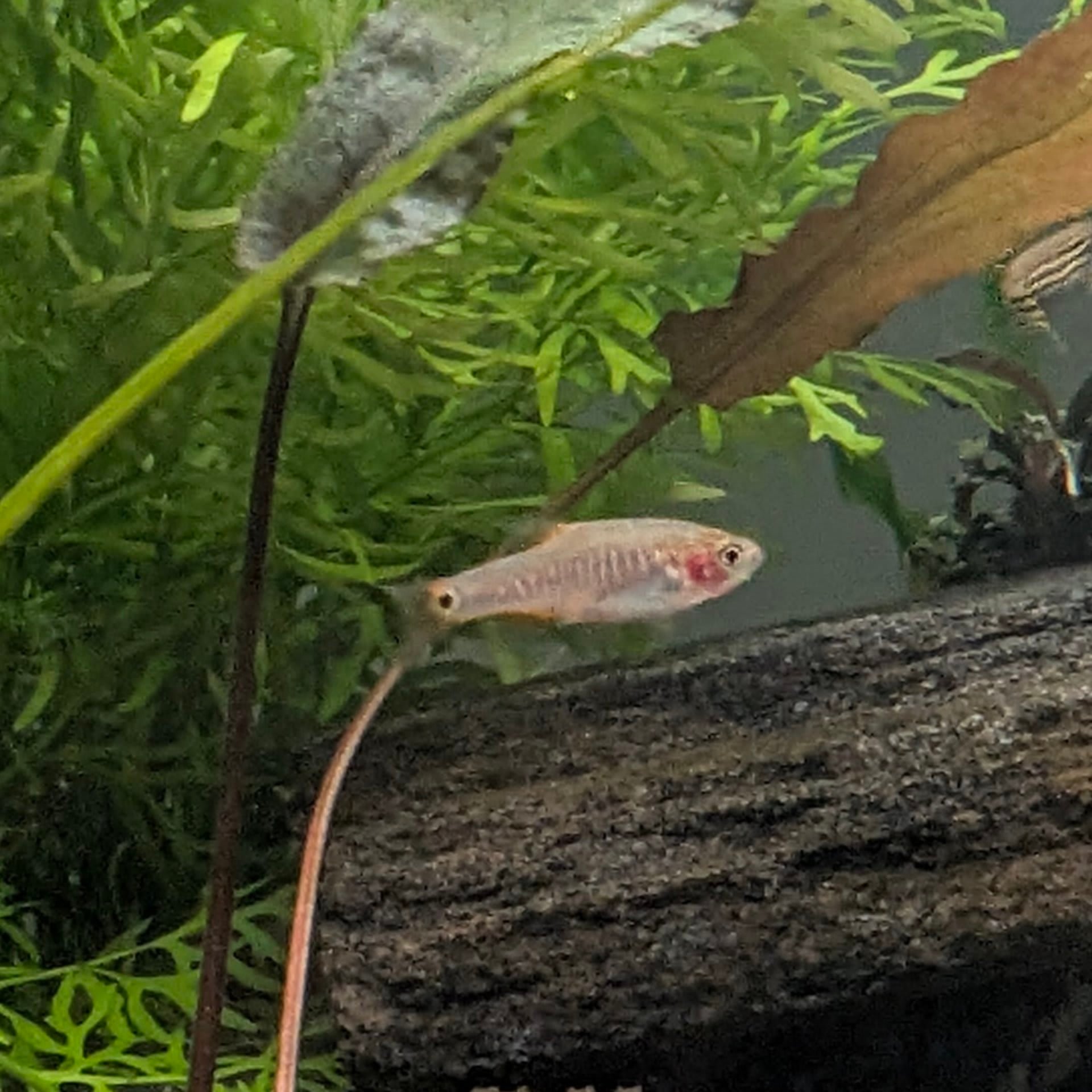 Emerald Dwarf Rasbora