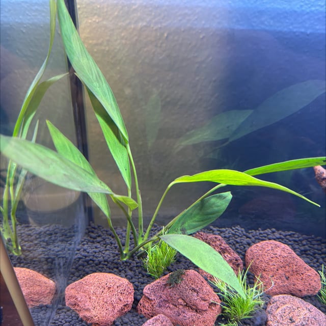 Anubias Glabra