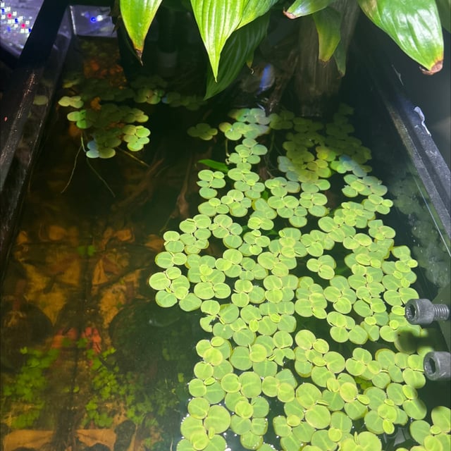 Red Root Floater