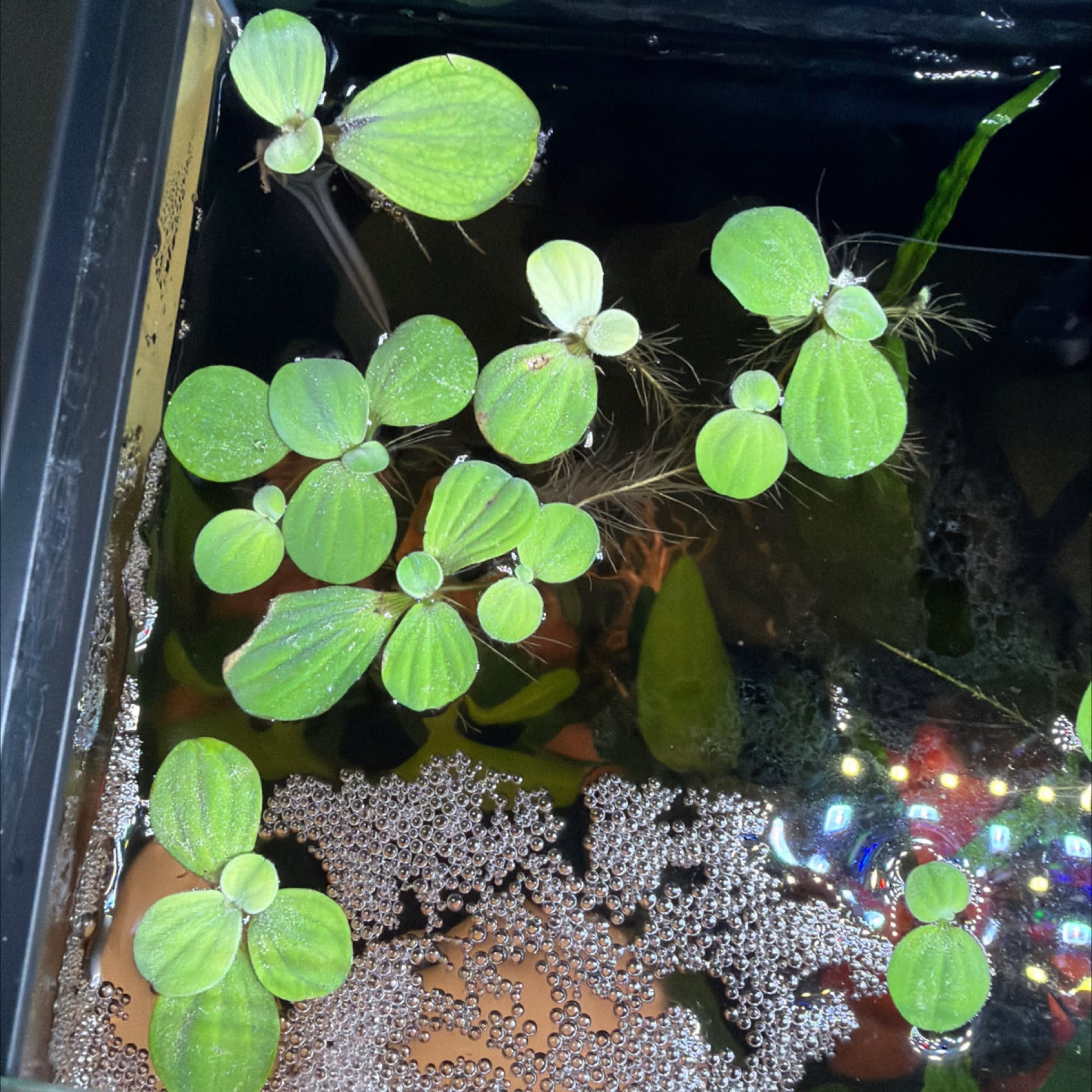 Dwarf Water Lettuce