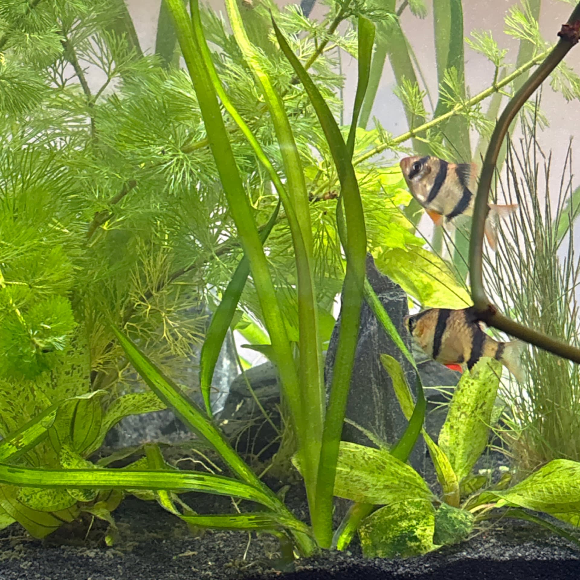 Giant Vallisneria