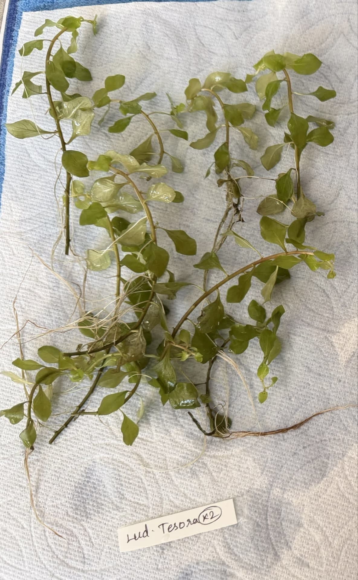 Ludwigia Ovalis