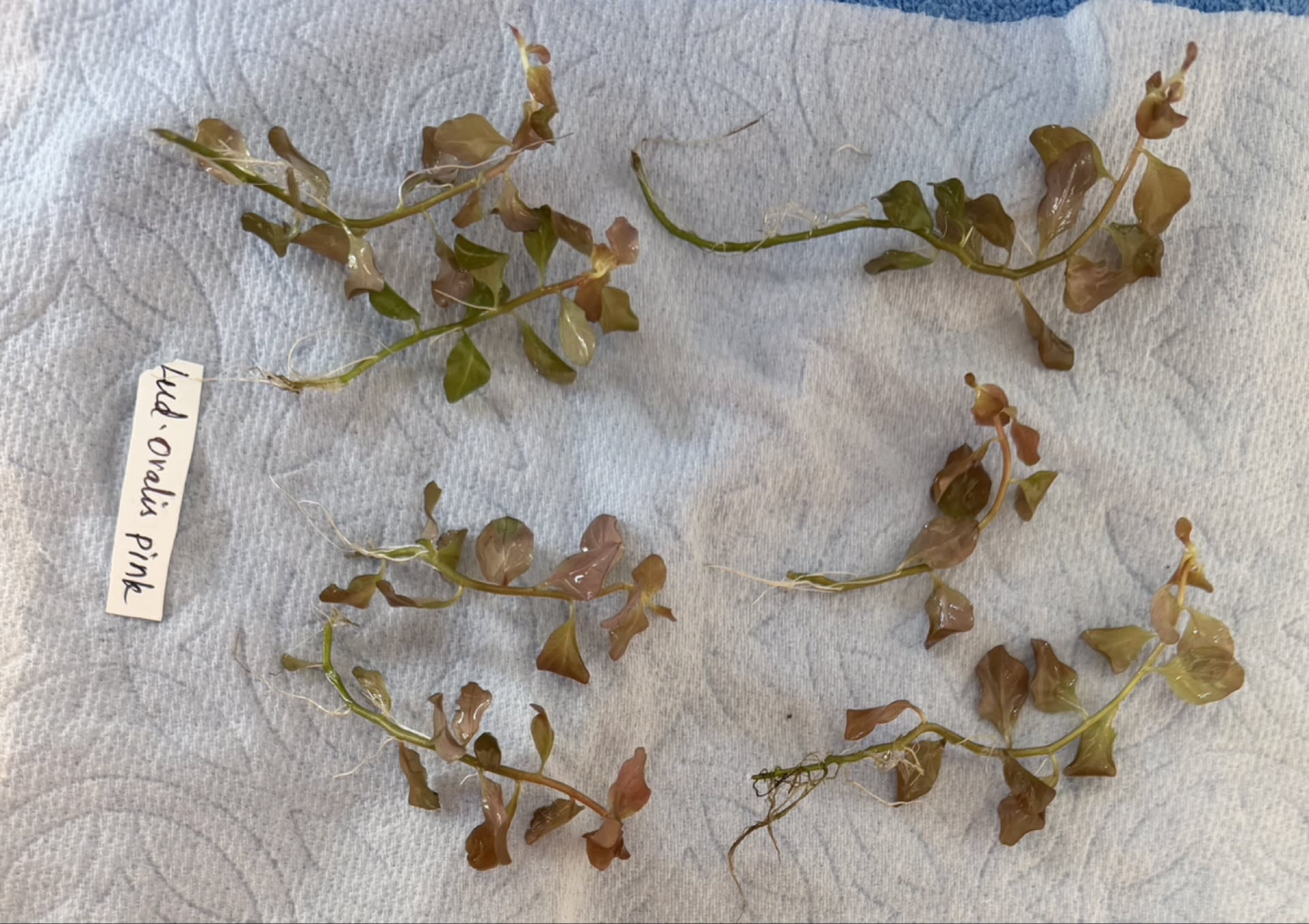 Ludwigia Ovalis