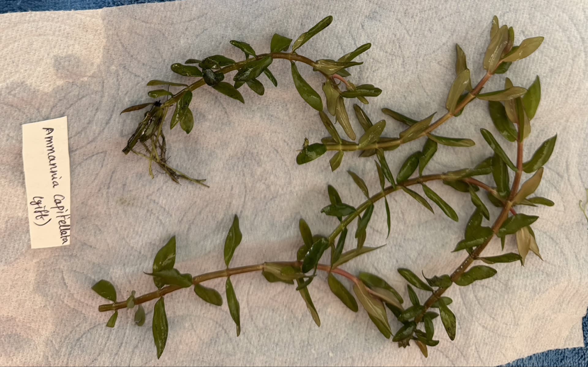 Ammannia Pedicellata