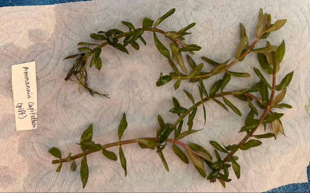 Ammannia Pedicellata