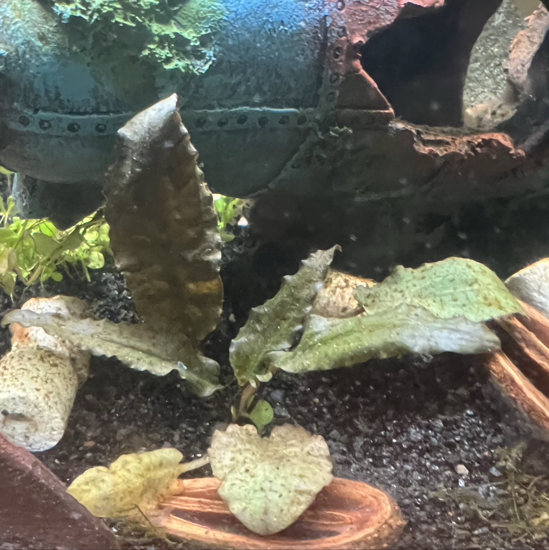 Cryptocoryne Wendtii Red