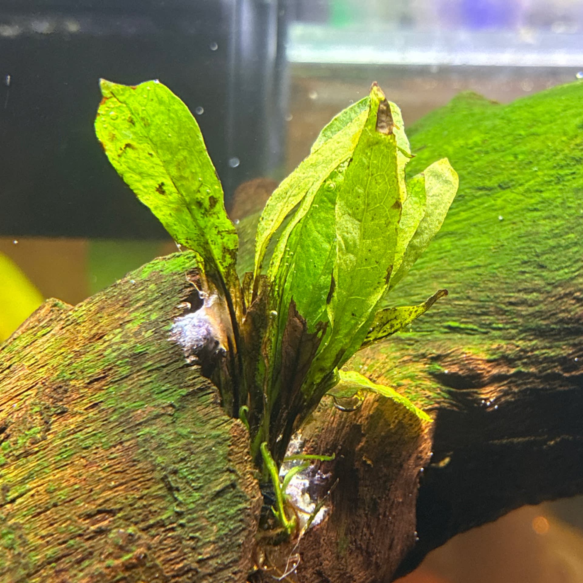 Asian Water Fern