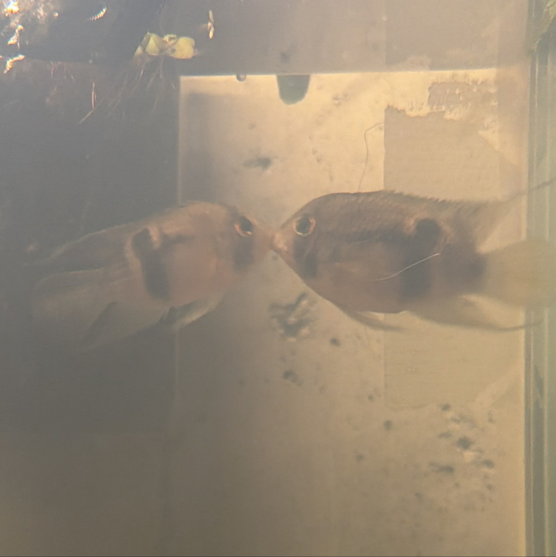 Keyhole Cichlid