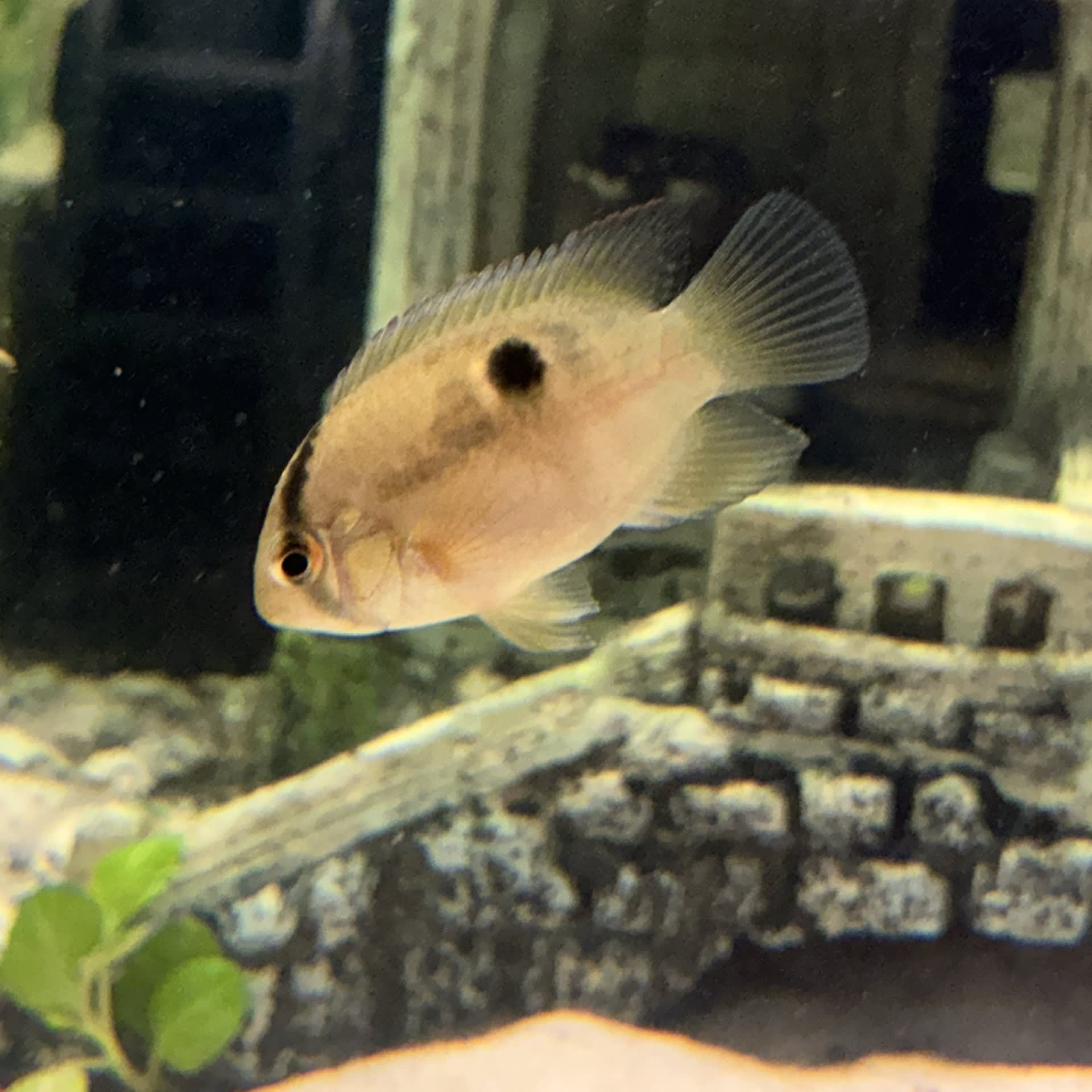 Keyhole Cichlid