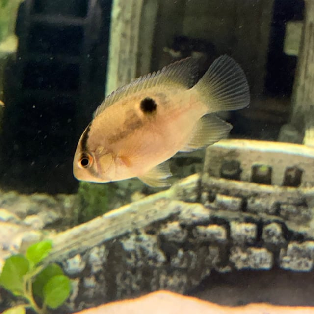 Keyhole Cichlid