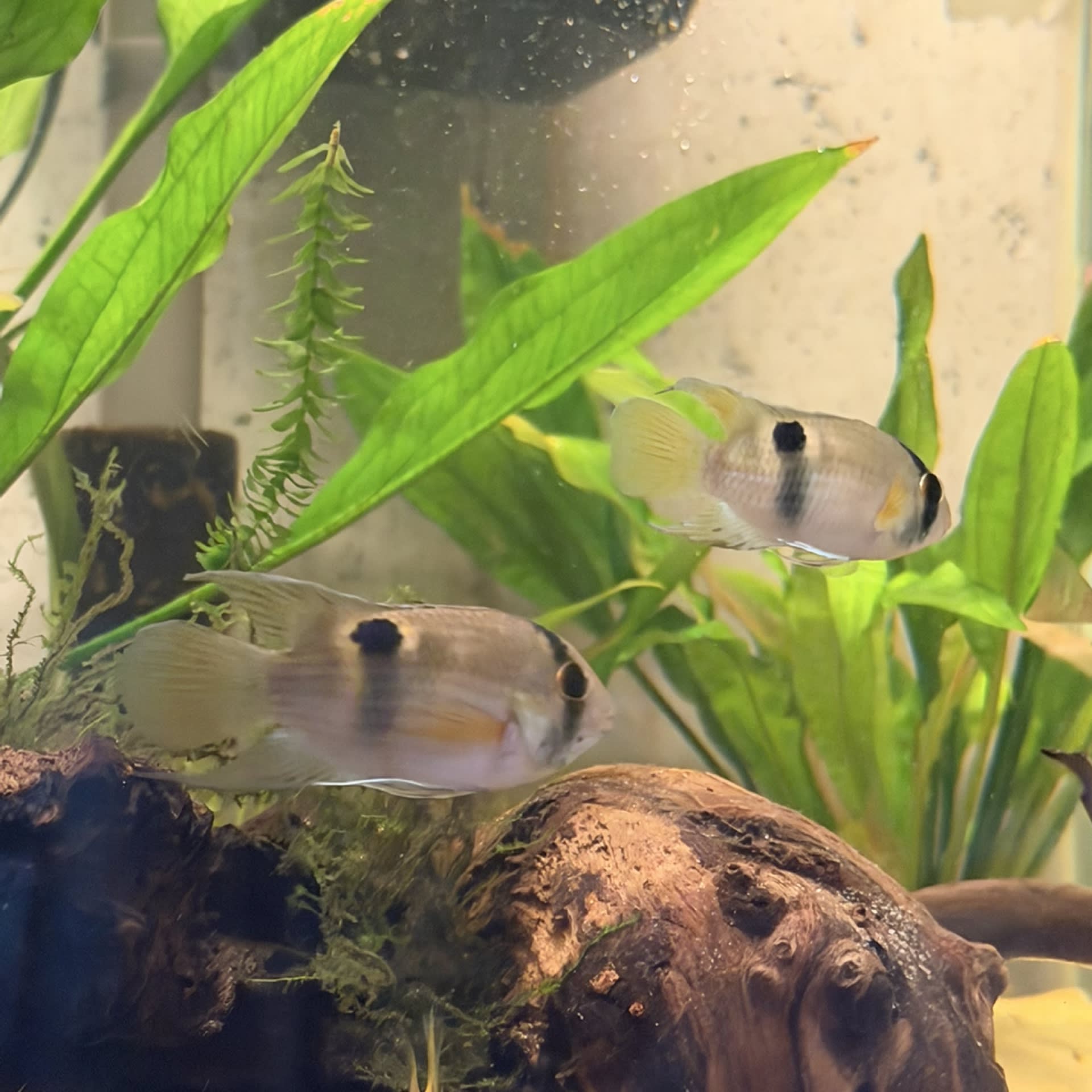 Keyhole Cichlid