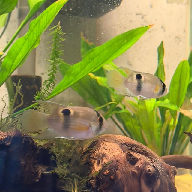 Keyhole Cichlid