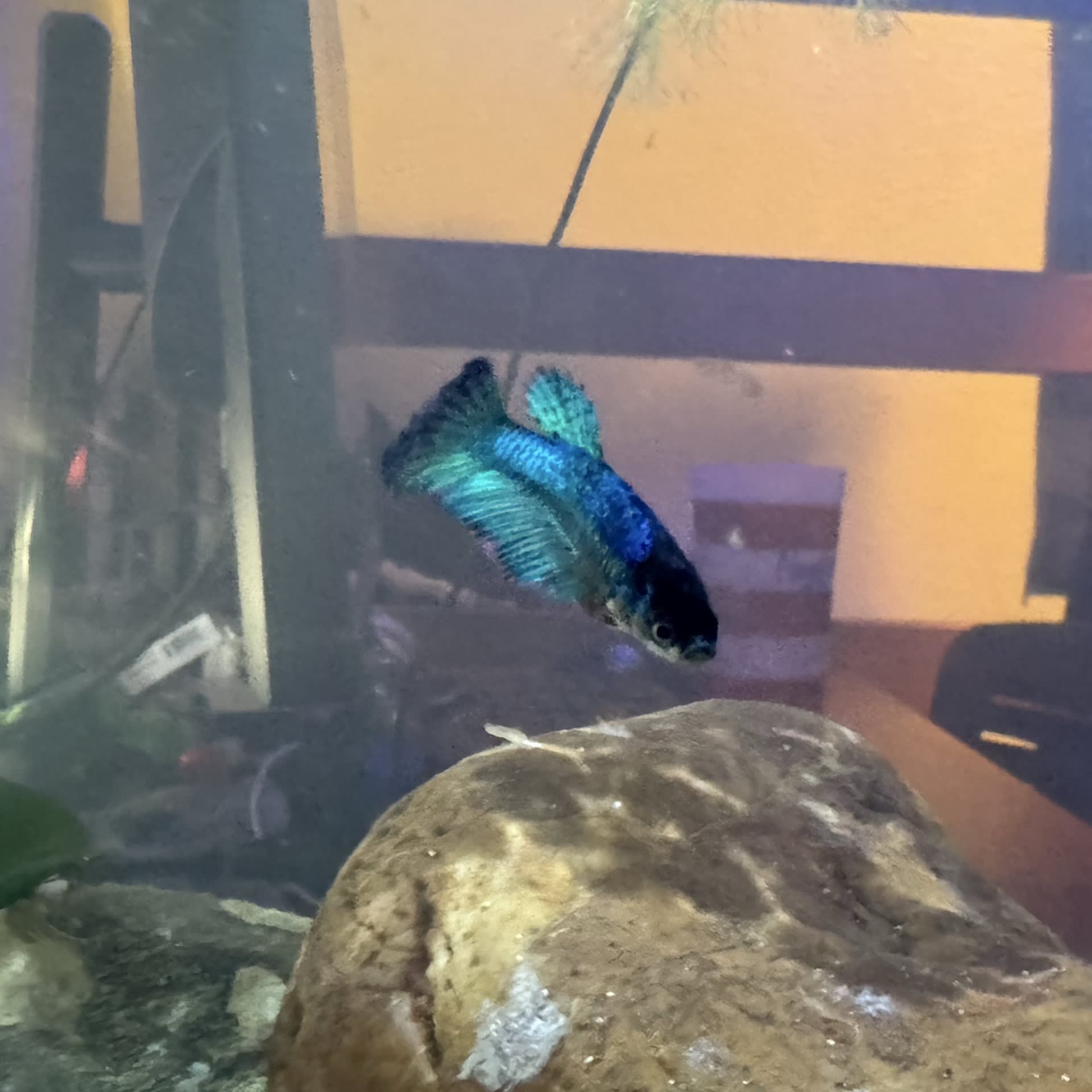 Betta