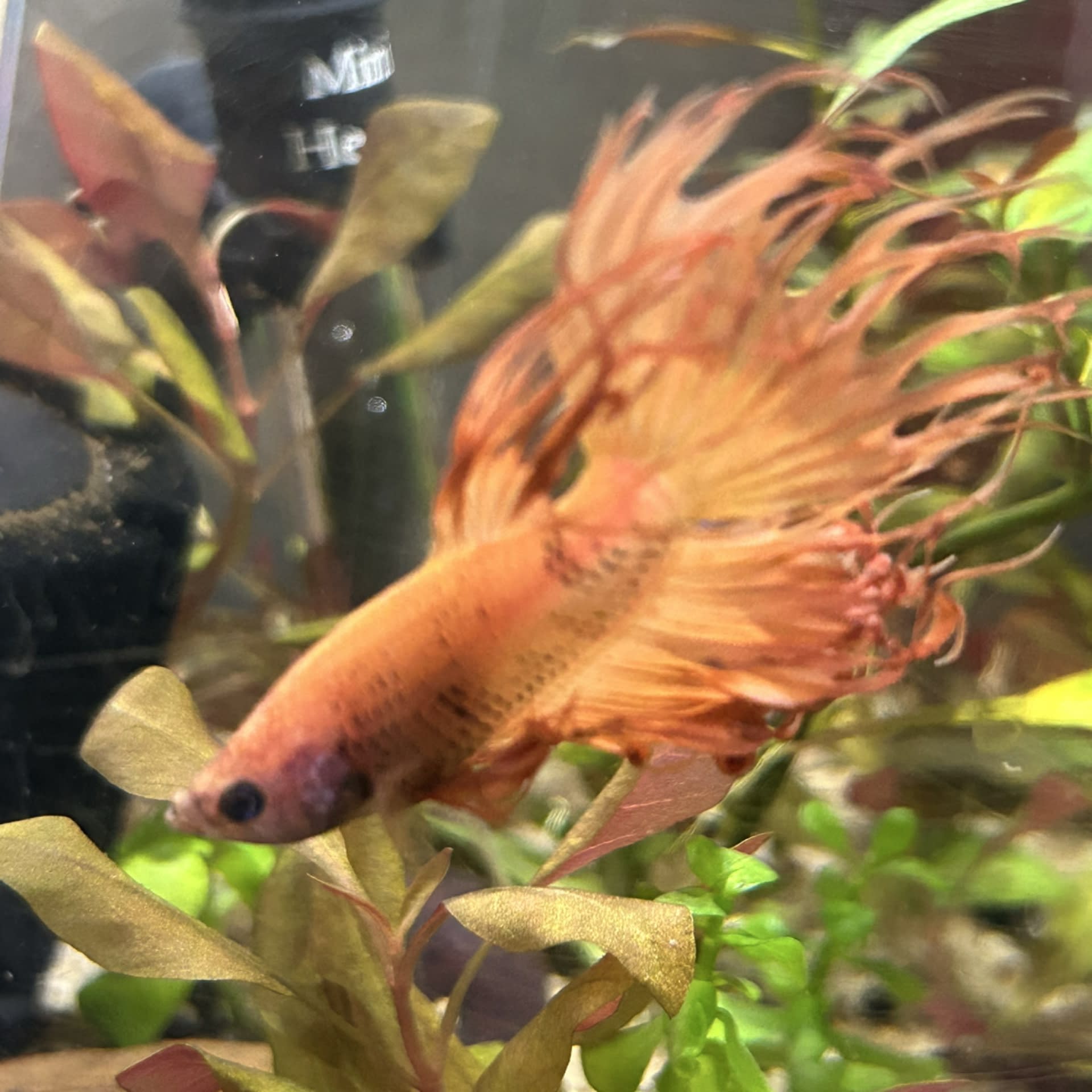 Betta
