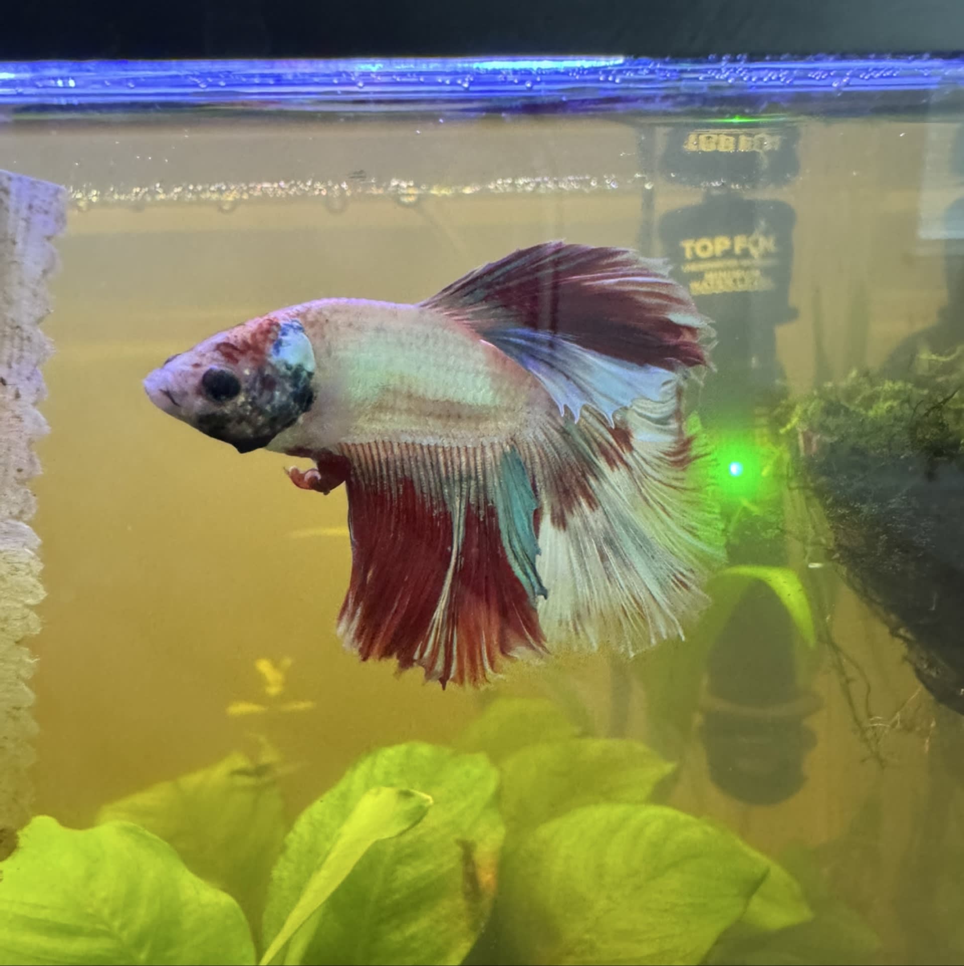 Betta