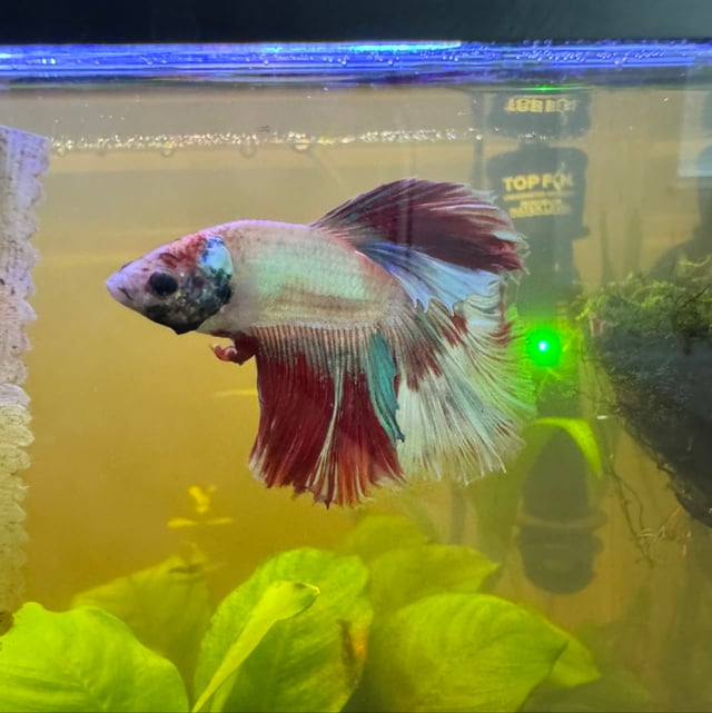 Betta